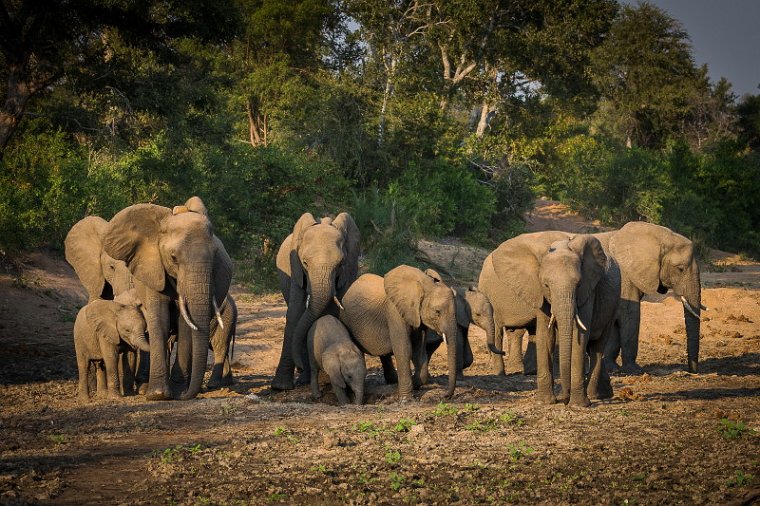 031 Timbavati Private Game Reserve, olifanten.jpg